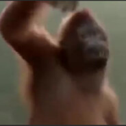 VAKA